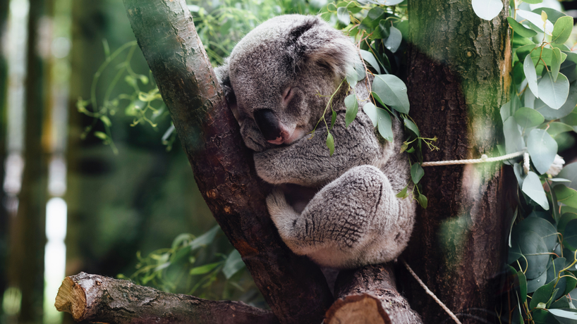How Do Animals Sleep?