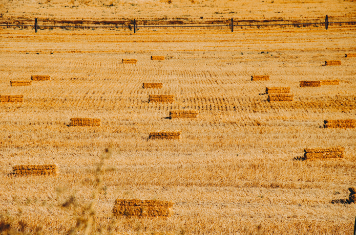 Why do we Hit the Hay and Dream in Zzz's?