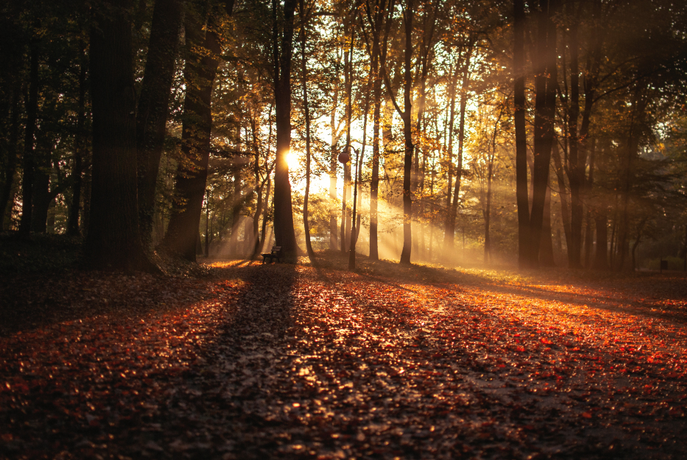 What is Seasonal Light Disorder and Does it Affect Sleep?